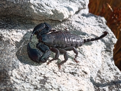 Opisthacanthus capensis