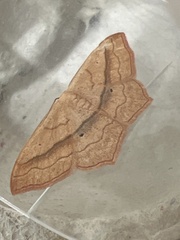 Scopula imitaria