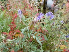 Vicia cracca