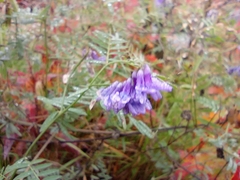 Vicia cracca