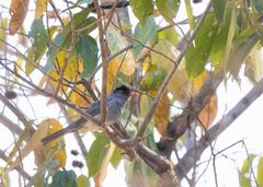 Hypsipetes madagascariensis