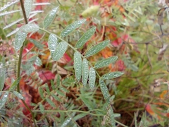 Vicia cracca