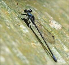 Argia talamanca