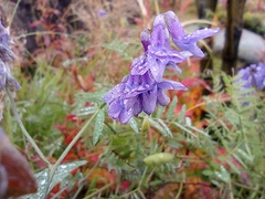 Vicia cracca