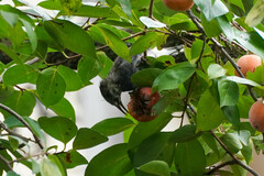 Spodiopsar cineraceus