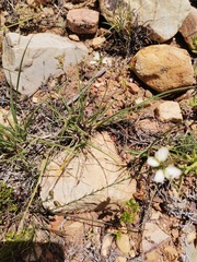 Polygala microlopha