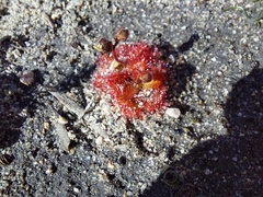 Drosera trinervia