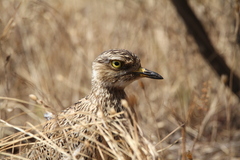 Burhinus capensis capensis