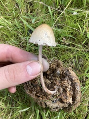 Protostropharia semiglobata