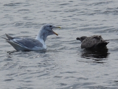 Larus glaucescens