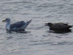 Larus glaucescens