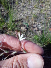 Hesperantha