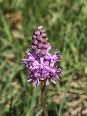 Asparagaceae