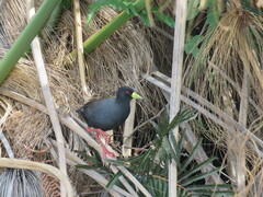 Zapornia flavirostra