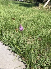 Asparagaceae