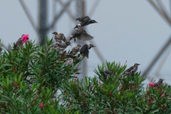 Spodiopsar cineraceus
