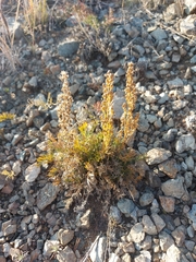Artemisia monostachya