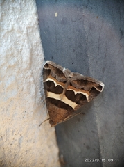 Grammodes