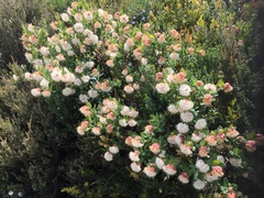Pimelea ligustrina ciliata