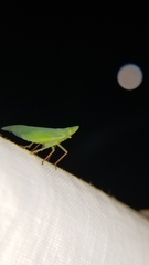 Rhynchomitra