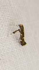 Caloptilia triadicae