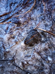 Poyntonia paludicola