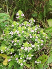 Euphrasia maximowiczii