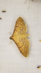 Herpetogramma bipunctalis