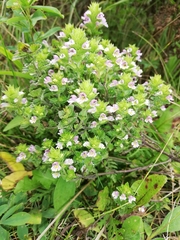 Euphrasia maximowiczii