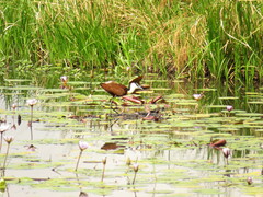 Actophilornis africanus