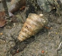 Telescopium telescopium