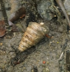Telescopium telescopium