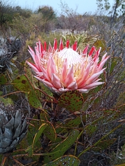 Protea cynaroides