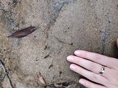 Ornithorhynchus anatinus