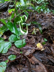 Triphora trianthophoros