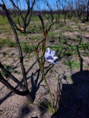 Aristea spiralis