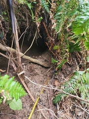 Ornithorhynchus anatinus