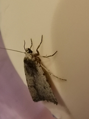 Caradrina clavipalpis