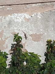 Lygodactylus capensis