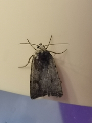 Caradrina clavipalpis