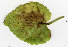 Puccinia violae