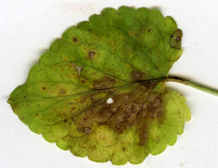 Puccinia violae