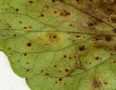 Puccinia violae