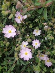 Cistus × skanbergii