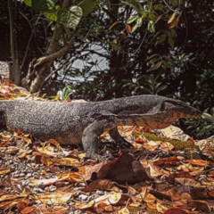 Varanus salvator macromaculatus