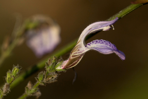 Isoglossa floribunda image