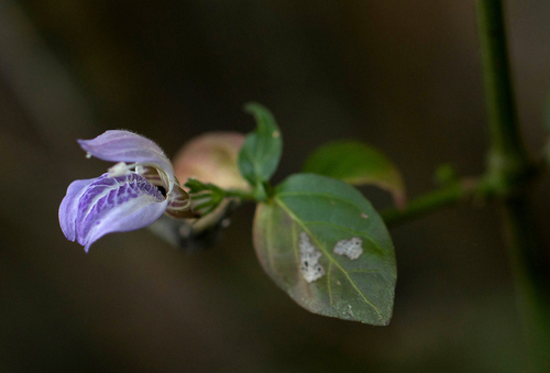 Isoglossa floribunda image