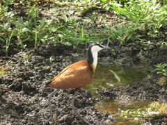 Actophilornis africanus