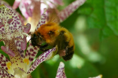Bombus diversus