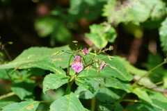 Impatiens textorii